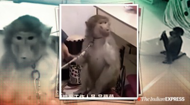 Watch: Monkey uses phone to order groceries, leaves owner shocked |  Trending News,The Indian Express