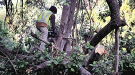Mumbai news, Mumbai city news, Mumbai BMC tree cutting, Kandivali speciality hospital trees, indian express news