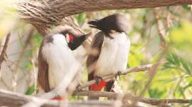 animals, birds, cleanliness, environment, eye 2019, sunday eye, indian express, indian express news