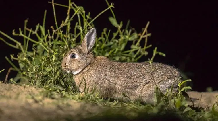 Rabbits, ranjit lal, bird watching, environment, indianexpress