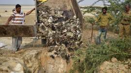 Mystery illness at Rajasthan lake kills 8,000 birds, many migratory