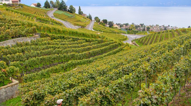 vineyards of Lavaux, SundayEYE, EYE 2019, switzerland, swiss chocolates, Lavaux’s terraces, Unesco World Cultural Heritage site, the Lavaux-Panoramic, switzerland travel diaries,