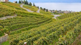 vineyards of Lavaux, SundayEYE, EYE 2019, switzerland, swiss chocolates, Lavaux’s terraces, Unesco World Cultural Heritage site, the Lavaux-Panoramic, switzerland travel diaries,