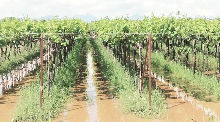 India agro exports, India grapes export, india agro exports unseasonal rain, pune news, pune city news, indian express