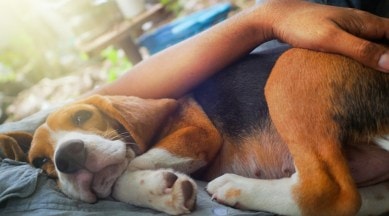 Air pollution is hazardous for animals too: Here's how to save them from toxic air | Lifestyle News,The Indian Express Air pollution is hazardous for animals too: Here's how to save them from toxic air | Lifestyle News,The Indian Express