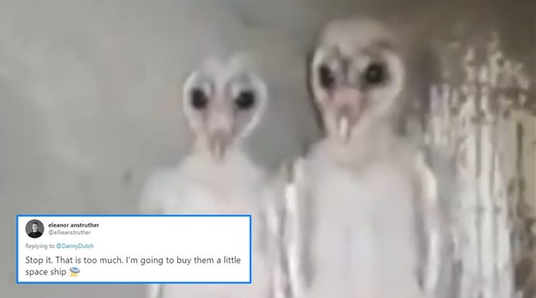 aliens, aliens owls, aliens owl viral video, owl aliens trending viral, trending, indian express, indian express news