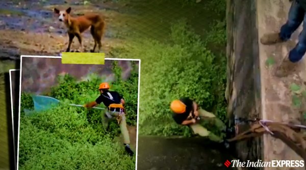 animal rescue, dog rescued, dog rescues viral video, dog rescued 40 feet 8 days viral video, trending, indian express, indian express news