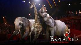 paris circus, Paris band animals in circus, wild animals in circus, Paris circus animlas, animal rights, indian express