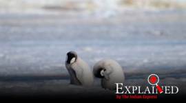 Explained: How to have a holiday in Antarctica, and what it will cost