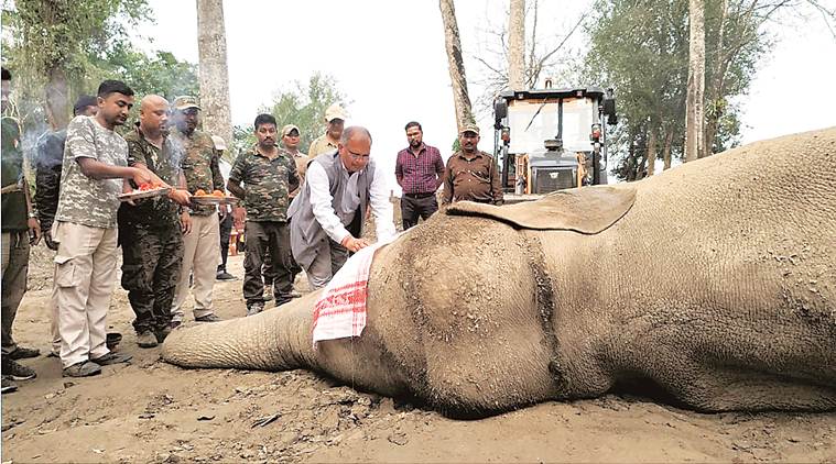Northeast elephant, elephant dies, elephant dies in captivity, Orang National Park, Northeast news, Indian Express