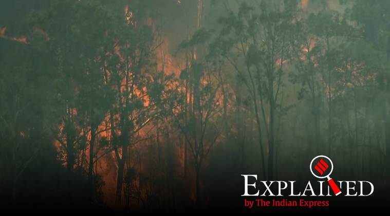 Explained: Why Australia is looking at a climate change angle to its bush fires
