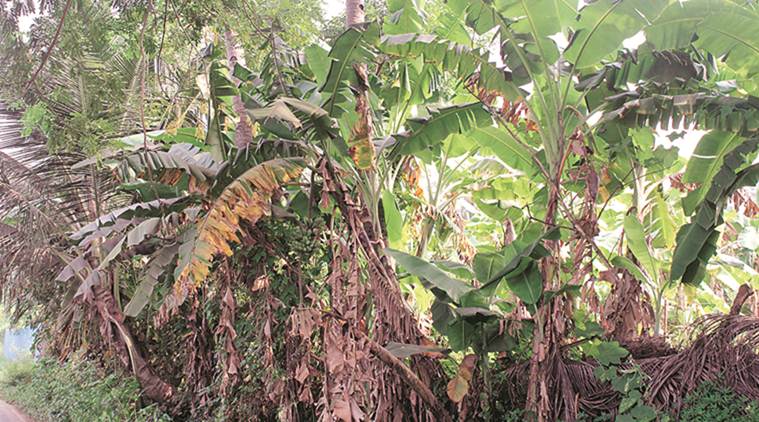 Maharashtra: In Palghar, farmers say 30 per cent banana crop damaged since August