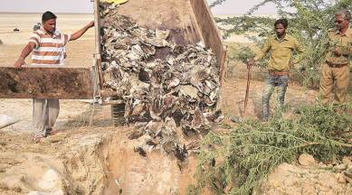 Mystery illness at Rajasthan lake kills 8,000 birds, many migratory