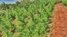 cannabis 759 no alt set