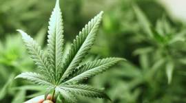 BJP leader says legalise cannabis, BJP leader says legalise ganja, legalising ganja, legalising cannabis, cannabis legalising debate, tripura news, indian express