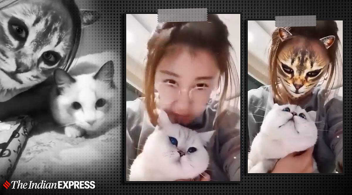 Stunned': Internet in Stitches at Cat's Reaction to Feline Face Filter