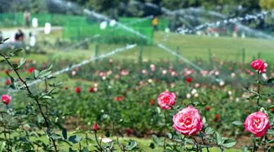 Chandigarh: Three-day Rose Festival to begin on February 28