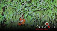clownfish 759 Clownfish, Finding Nemo, Finding Nemo fish, clownfishes in India, clownfish in India, Express Explained, Indian Express