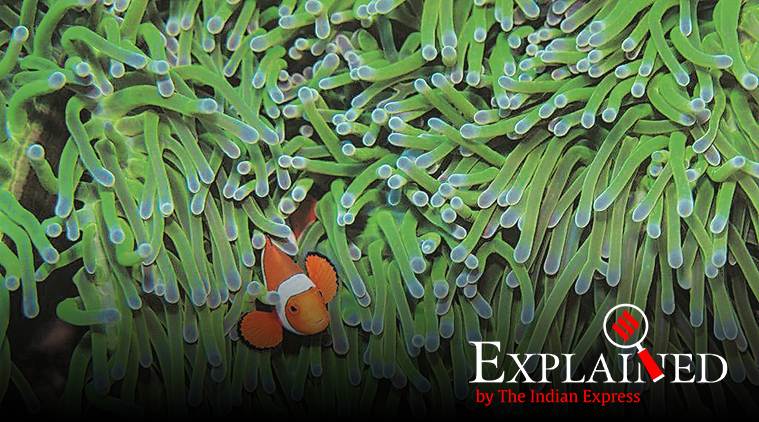 Clownfish, Finding Nemo, Finding Nemo fish, clownfishes in India, clownfish in India, Express Explained, Indian Express