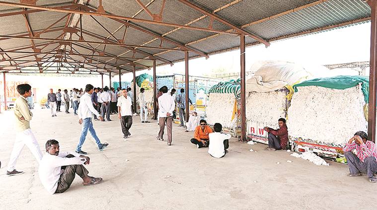 vidarbha, vidarbha farmers, vidarbha rains, vidarbha cotton farmers, maharashtra farmers, farmers woes, india news