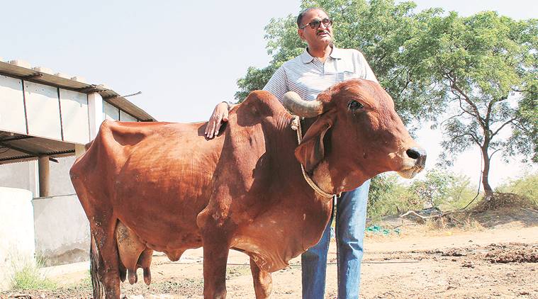 Indigenous livestock breeding: Deja Moo — Bringing the cows home | The  Indian Express