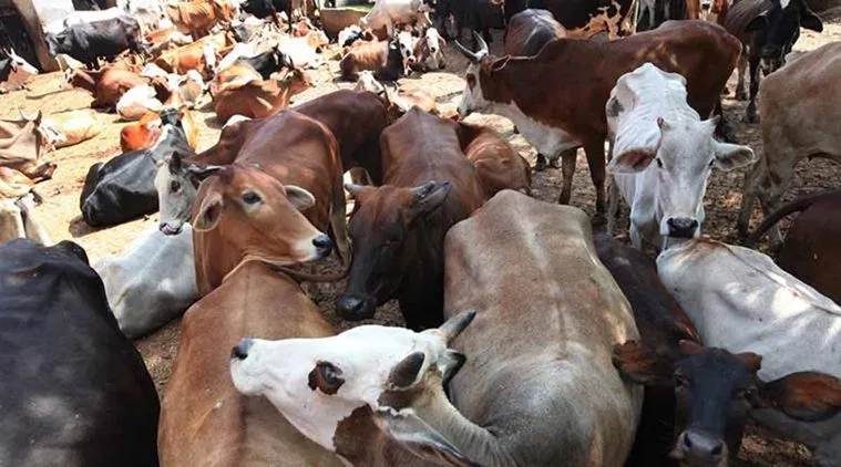 Uttar pradesdh cow shelters, UP cow shelters, cow shelters in ayodhya, coat for cows in govt shelter, india news, Indian Express
