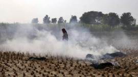 Delhi: Up to Centre, states to do their bit on crop burning, says Delhi HC