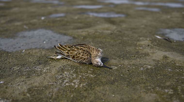 Mystery illness at Rajasthan lake kills 8,000 birds, many migratory