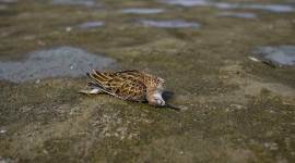 IVRI confirms bird deaths at Rajasthan lake due to botulism