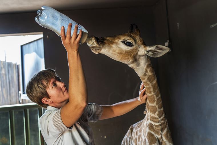 baby giraffe rescued, dog giraffe friendship, orphan giraffe dog friendship, rhino orphanage baby giraffe, odd animal friendship, viral news, indian express