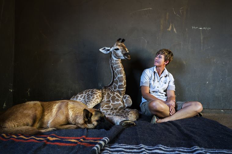 baby giraffe rescued, dog giraffe friendship, orphan giraffe dog friendship, rhino orphanage baby giraffe, odd animal friendship, viral news, indian express