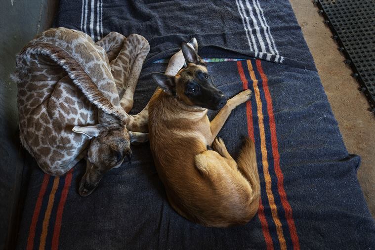 baby giraffe rescued, dog giraffe friendship, orphan giraffe dog friendship, rhino orphanage baby giraffe, odd animal friendship, viral news, indian express