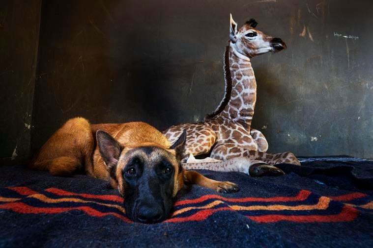 baby giraffe rescued, dog giraffe friendship, orphan giraffe dog friendship, rhino orphanage baby giraffe, odd animal friendship, viral news, indian express