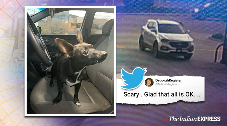 dog put cars in reverse, chihuahua car reverse viral video, Slidell Police Department, dog viral video