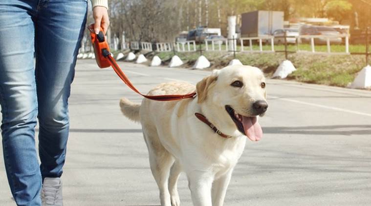 pet care, pet care in winters, dog care in winters, pet care indian express