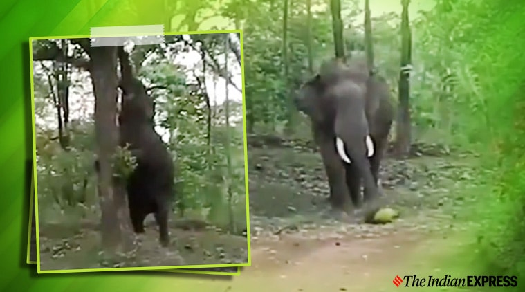 elephant, elephant climbing tree, elephant climbing tree, elephant viral video, 