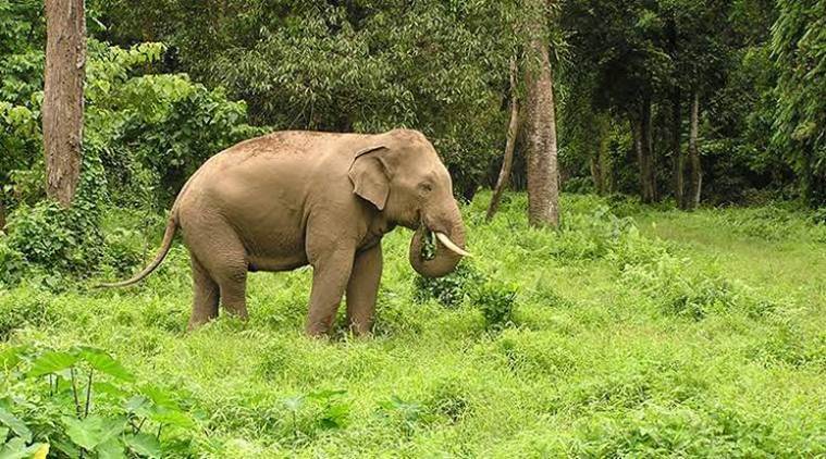 Uttarakhand to tag wild elephants with radio collars | India News - The ...