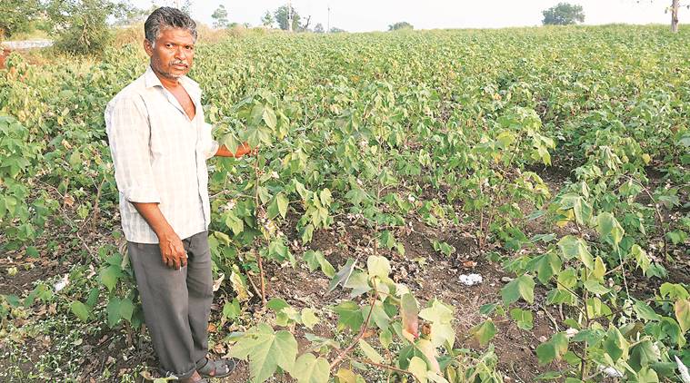 vidarbha, vidarbha farmers, vidarbha rains, vidarbha cotton farmers, maharashtra farmers, farmers woes, india news