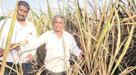 India Lockdown, Maharashtra lockdown extended, coronavirus outbreak, Sugarcane farmers, kharif work, Maharashtra news, indian express news