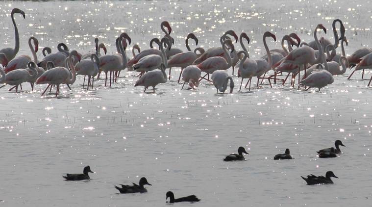 Migratory birds, Migratory birds Gujarat, Gujarat migratory birds, India news, Indian Express