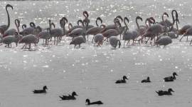 Migratory birds, Migratory birds Gujarat, Gujarat migratory birds, India news, Indian Express