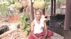 Kerala, jackfruit, kerala jackfruit farming, jackfruit plant, jackfruit tropical fruit tree