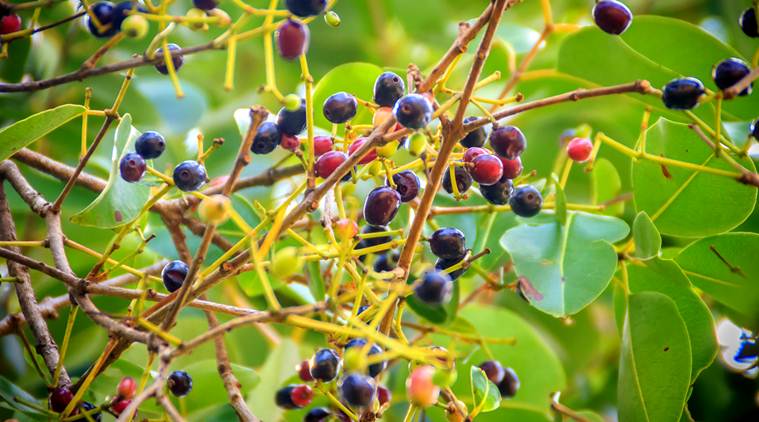 make-jamun-leaves-a-part-of-your-diet-for-weight-loss-and-other-health