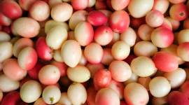 karonda, carissa carandas, health benefits, use, indian express, indian express news