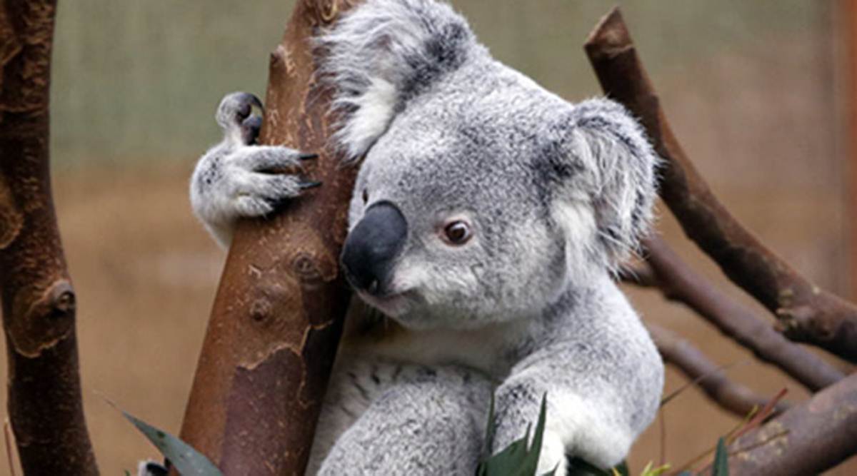 Australia gears up for the great Koala count, using drones, droppings and dogs