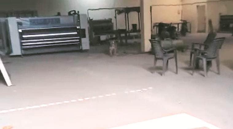 Jumping buildings, baby leopard strikes panic