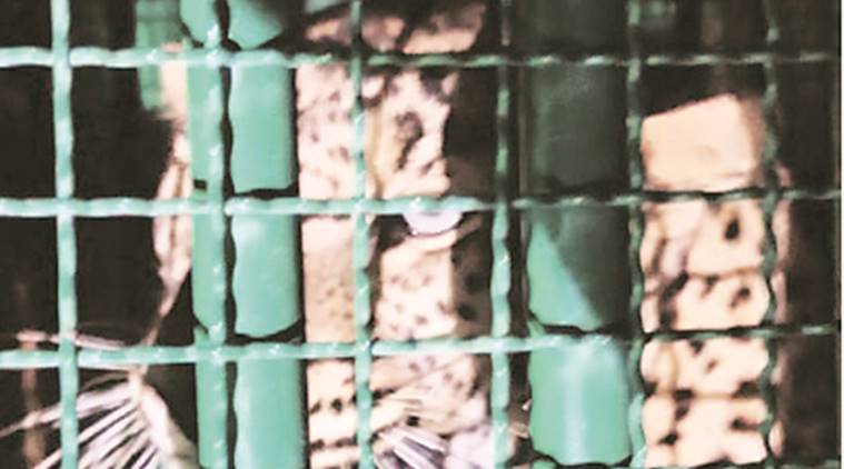 Gujarat: 11 leopards caged after they kill 8 persons in Junagadh and Amreli
