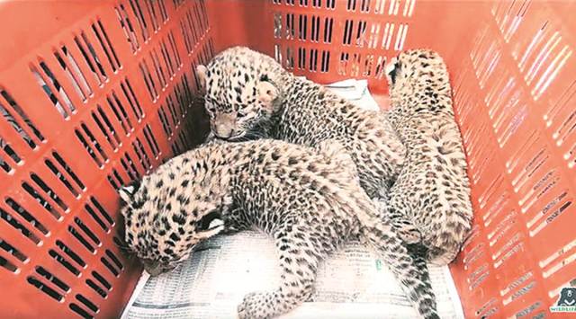 Nagargaon village leopard cubs rescued, leopards maharashtra, maharashtra news, latest news, indian express