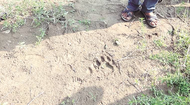 Two Asiatic lions spotted in Gundala-Jas village in Rajkot