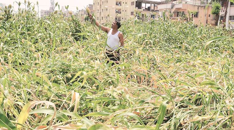 Maize crop hit by rain & fall armyworm infestation, but poultry farms say no scarcity, won’t need imports